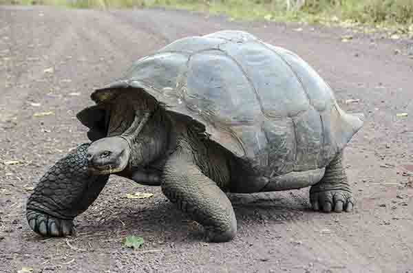 Tortuga gigante de Galápagos - isla Santa Cruz - islas Galápagos - Ecuador 5.jpg